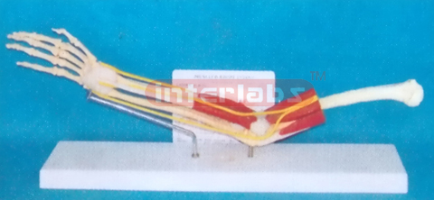 DESK TYPE, MUSCLE, NERVE ARM MODEL WITH DESCRIPTION PLATE